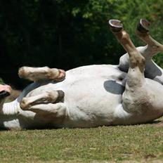 Welsh Pony (sec B) Kruchovs Dondey