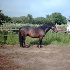 Anden særlig race Poco-Point