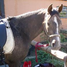 Arabisk fuldblod (OX) Zadeek