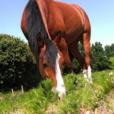 Sportsaraber (A) Boheme "solgt"