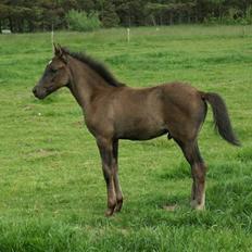 New Forest Calandias Avalanche 
