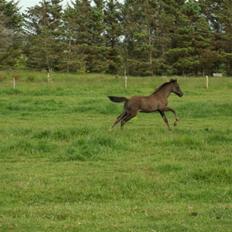 New Forest Calandias Avalanche 