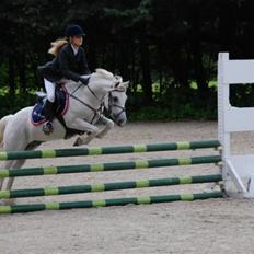 Welsh Partbred (Sec F) Emdegårdens Herculessolgt