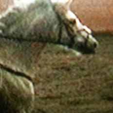 Connemara Cantali (SOLGT)