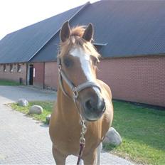 Tysk Sportspony La Belle Cheval 