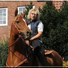 Arabisk fuldblod (OX) Aziza Zarafina