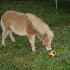 Anden særlig race Noa