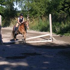 Welsh Mountain (sec A) Dankirkeby William SOLGT