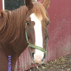 Anden særlig race chillie RIP