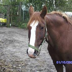 Anden særlig race chillie RIP