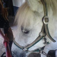 Anden særlig race Sibon