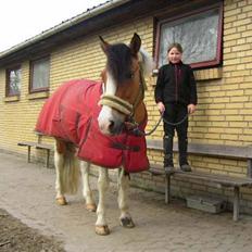 Pinto biggare`(går på græs)