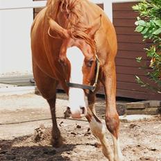 Arabisk fuldblod (OX) R. Schado SOLGT