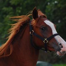 Arabisk fuldblod (OX) R. Schado SOLGT