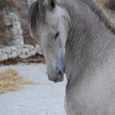 Cruzado Blancanieves (solgt)