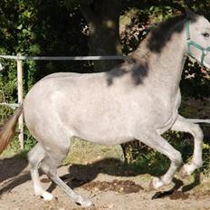 Cruzado Blancanieves (solgt)