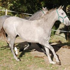 Cruzado Blancanieves (solgt)