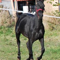 Cruzado lucho