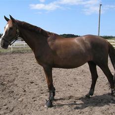 Dansk Varmblod Dharma (Har ny ejer)