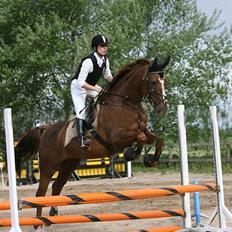 Dansk Varmblod Dharma (Har ny ejer)