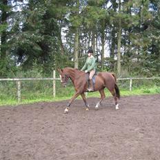 Dansk Varmblod Dharma (Har ny ejer)