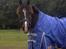 Welsh Cob (sec D) Synod Nelson (i Norge) - Nelson i Norge
