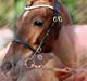 Welsh Pony af Cob-type (sec C) Fjordglimt Carylin