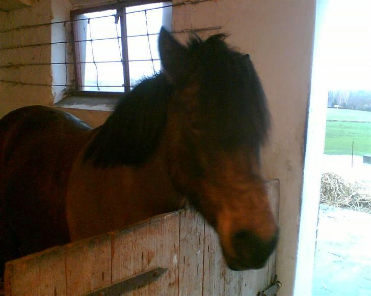 Anden særlig race Tayson<3 - Her står den dovne og snupper en lur... billede 14