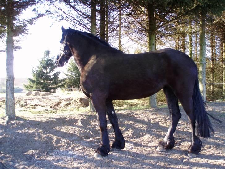 Frieser Miriam R.I.P. <3 - her står Miriam og venter på at jeg får bygget picadoen færdig som jeg gerne vil have hende trænet i. den er desværre ik færdig endnu! billede 1