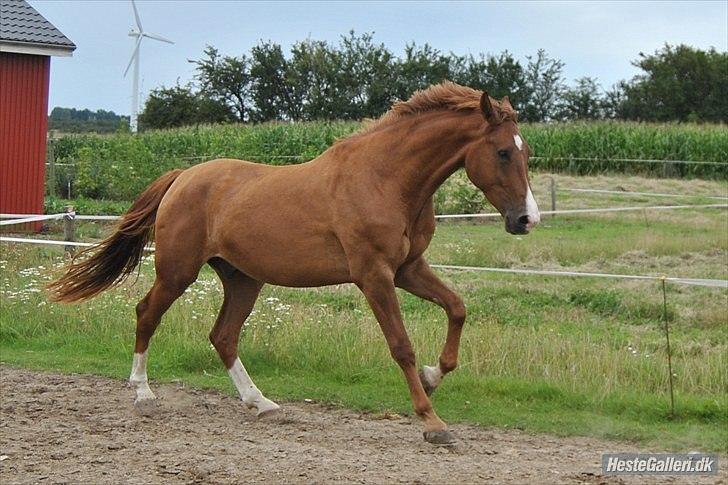 Dansk Varmblod Amigo billede 4