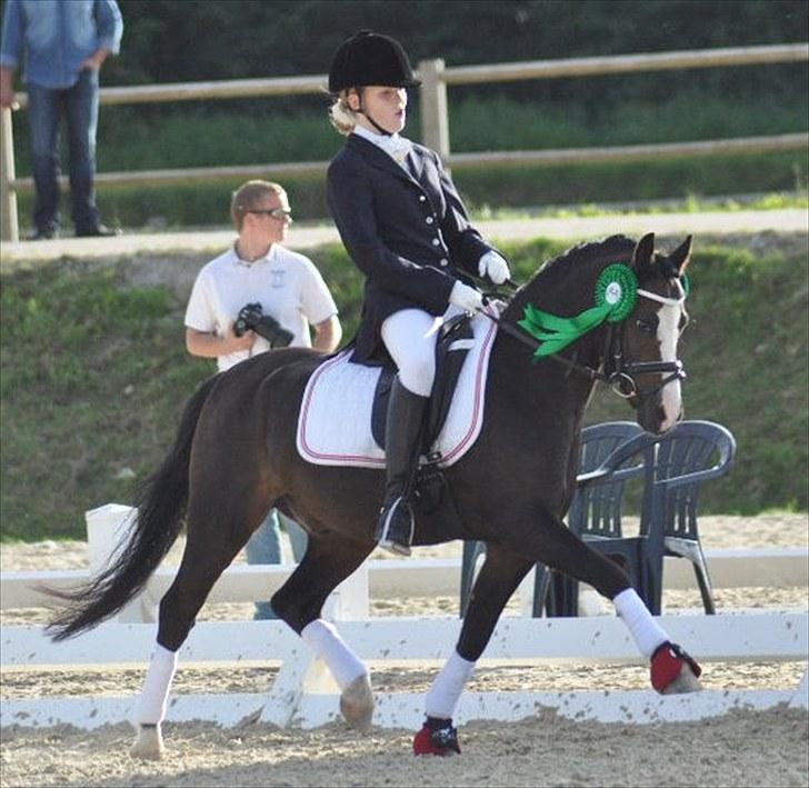 Welsh Mountain (sec A) Fakla Gerald A-pony  ¤Solgt¤ - DM 2o1o ~ Nummer 5 :D
Fotograf: Caroline Aarosin billede 3