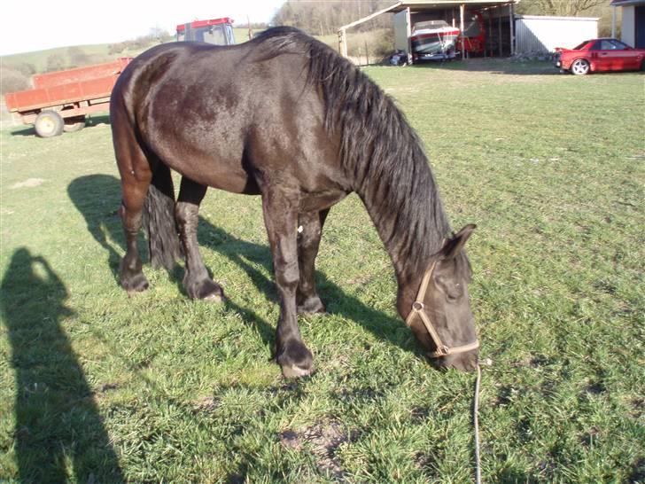 Frieser Miriam R.I.P. <3 - en dejlig sommer dag! :O) billede 2