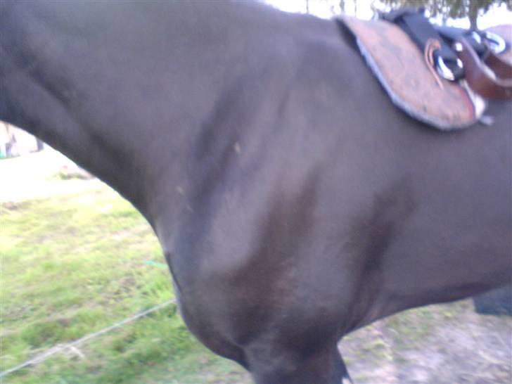 Frieser Miriam R.I.P. <3 - så har jeg fået købt en sadel. det er en blød sadel uden bum eller hvad det nu hedder. selvom den er meget stor, ser den nu noget lille ud på hendes store ryg!! billede 3