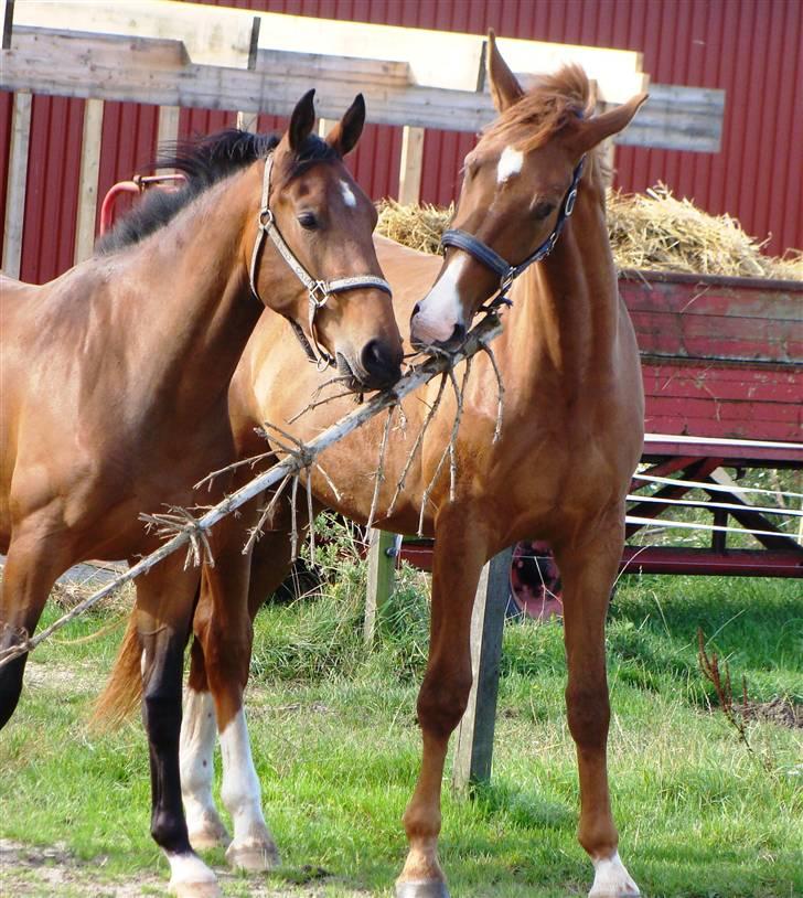 Dansk Varmblod Amigo - amigo vinter 2008 billede 8