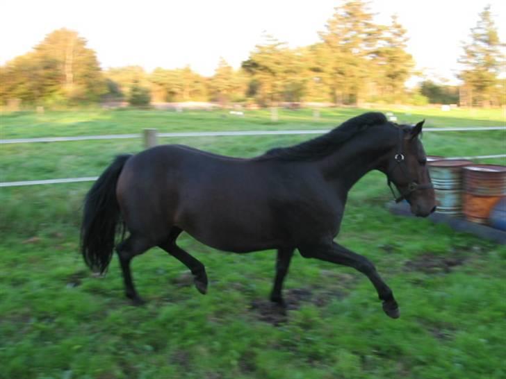 Anden særlig race Aquador billede 9