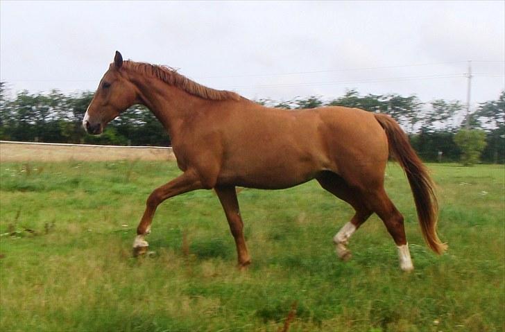 Dansk Varmblod Amigo - amigo juni 2008 billede 9