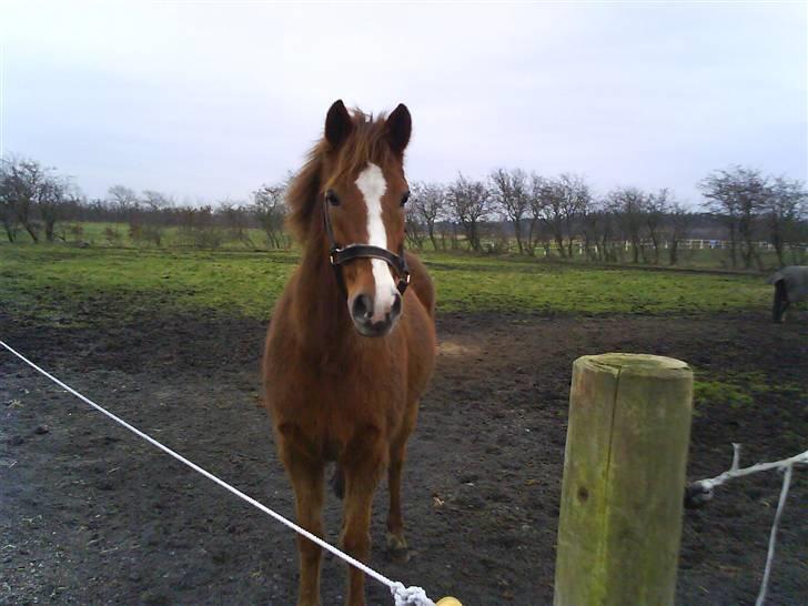 Tysk Sportspony Boneo Solgt :( EFTERLYSES - Den smukke på marken:P <3 Foto: Mig billede 16