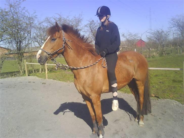 Tysk Sportspony Boneo Solgt :( EFTERLYSES - Så fin er min lille dreng :) <3 Foto: Jeanette  billede 18