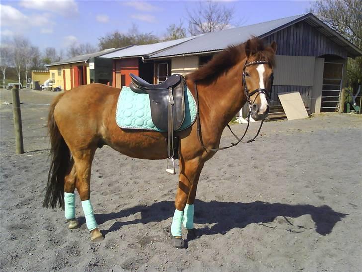 Tysk Sportspony Boneo Solgt :( EFTERLYSES - Så lækker med den farve :) Foto: Mig  billede 19