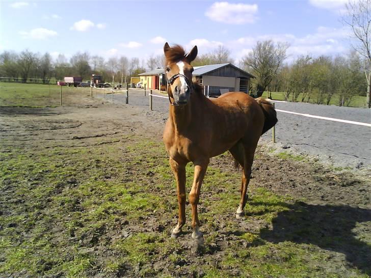 Tysk Sportspony Boneo Solgt :( EFTERLYSES - Man se vel ikke altid lige smuk ud :) <3 Foto: Mig  billede 20