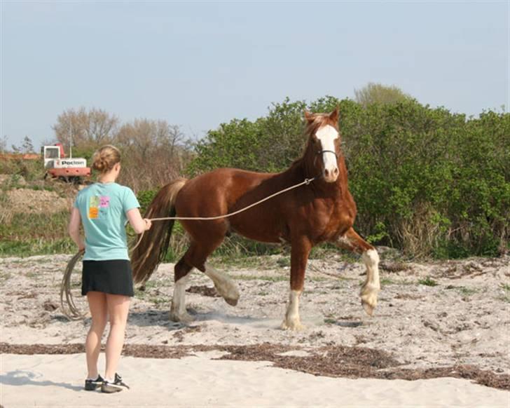 Welsh Cob (sec D) Storhaugs Sir Thomas - dygtig dreng billede 2
