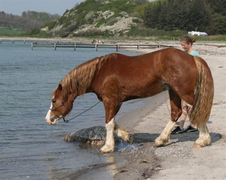 Welsh Cob (sec D) Storhaugs Sir Thomas - på vej i vandet billede 3