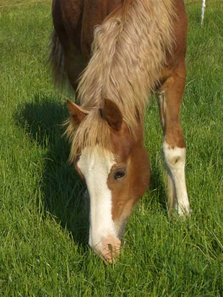 Welsh Cob (sec D) Storhaugs Sir Thomas - sommergræs billede 5