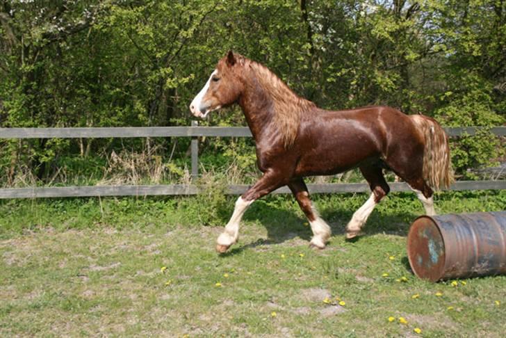 Welsh Cob (sec D) Storhaugs Sir Thomas - trav billede 7
