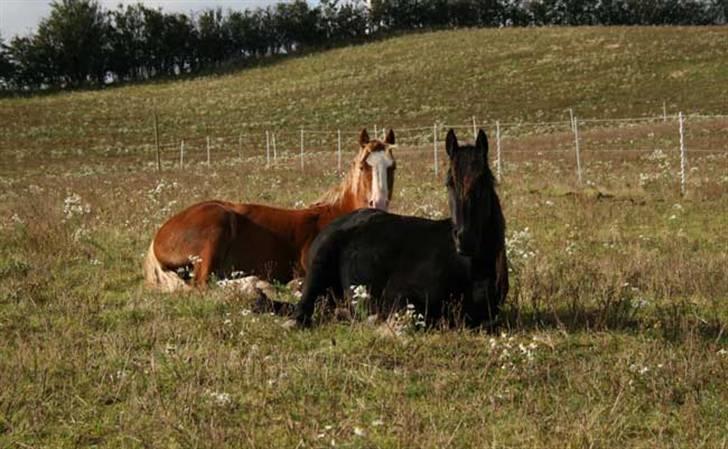 Welsh Cob (sec D) Storhaugs Sir Thomas - venner billede 9