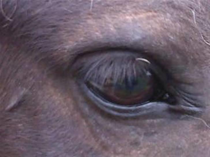 Islænder Arild - Arild frá stutteri Hårslev Højgård! billede 1