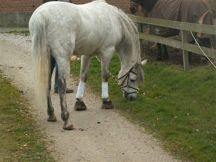 Connemara Cantali (SOLGT) - min dejlige Canta <3 billede 1