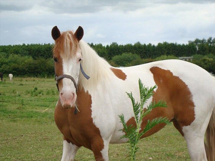 Pinto Lakota <3 R.I.P d.25.6.09 - Velkommen til Lakota´s profil.. ELSKER DIG <3  - Genialt billede taget af min bror! :) billede 1