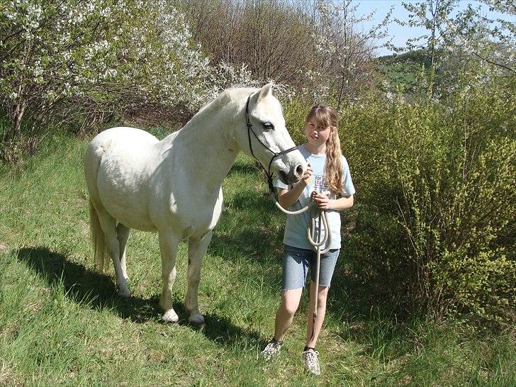 Welsh Pony (sec B) Kruchovs Dondey billede 7