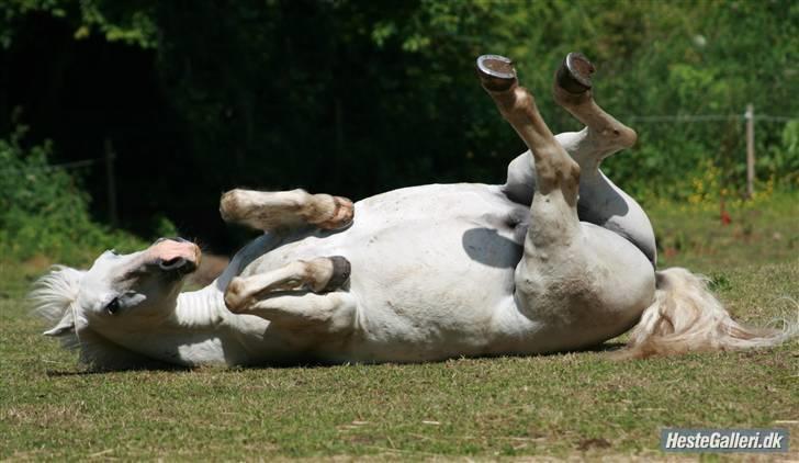 Welsh Pony (sec B) Kruchovs Dondey billede 2